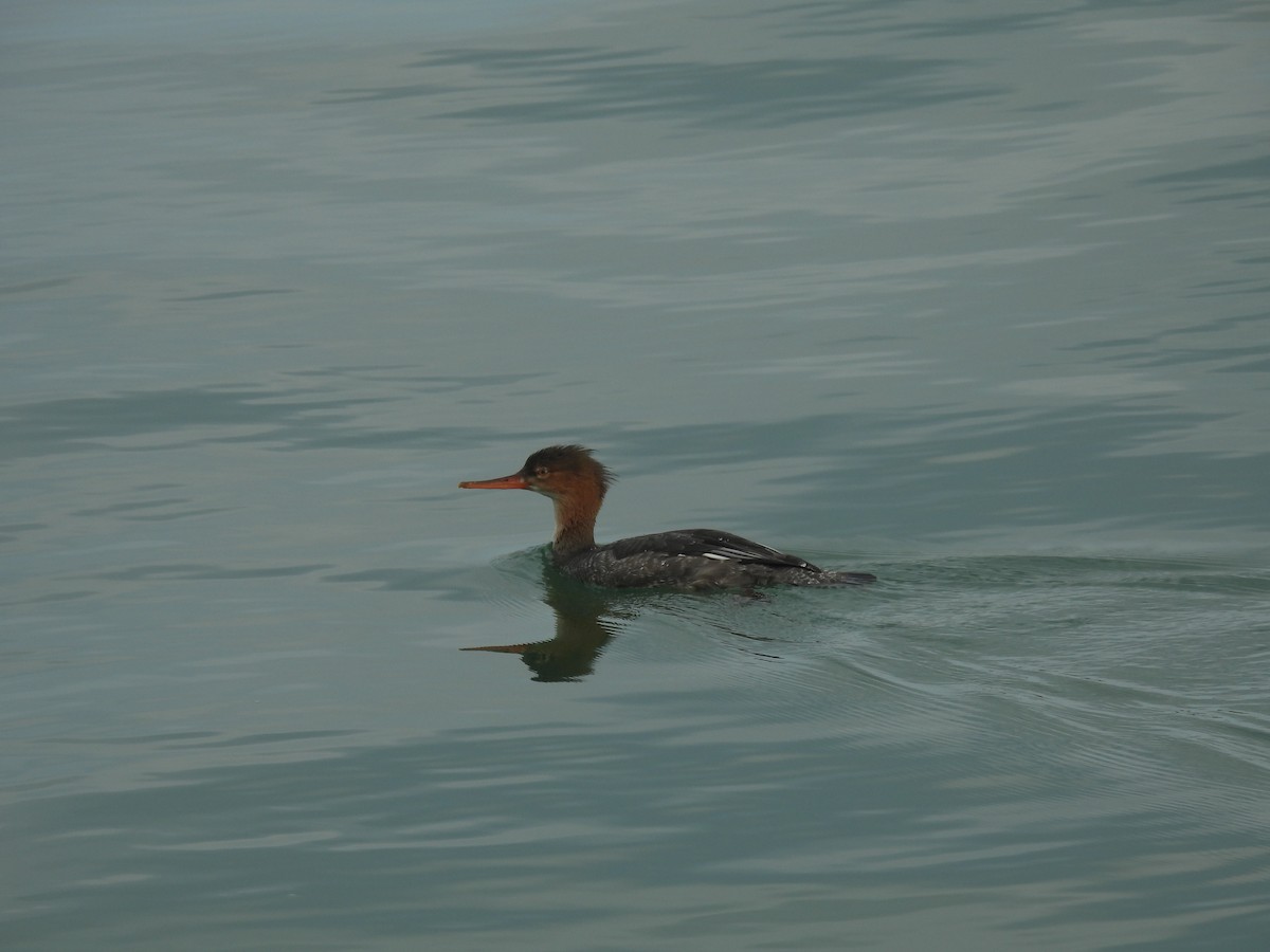 Zerra ertaina - ML645871774