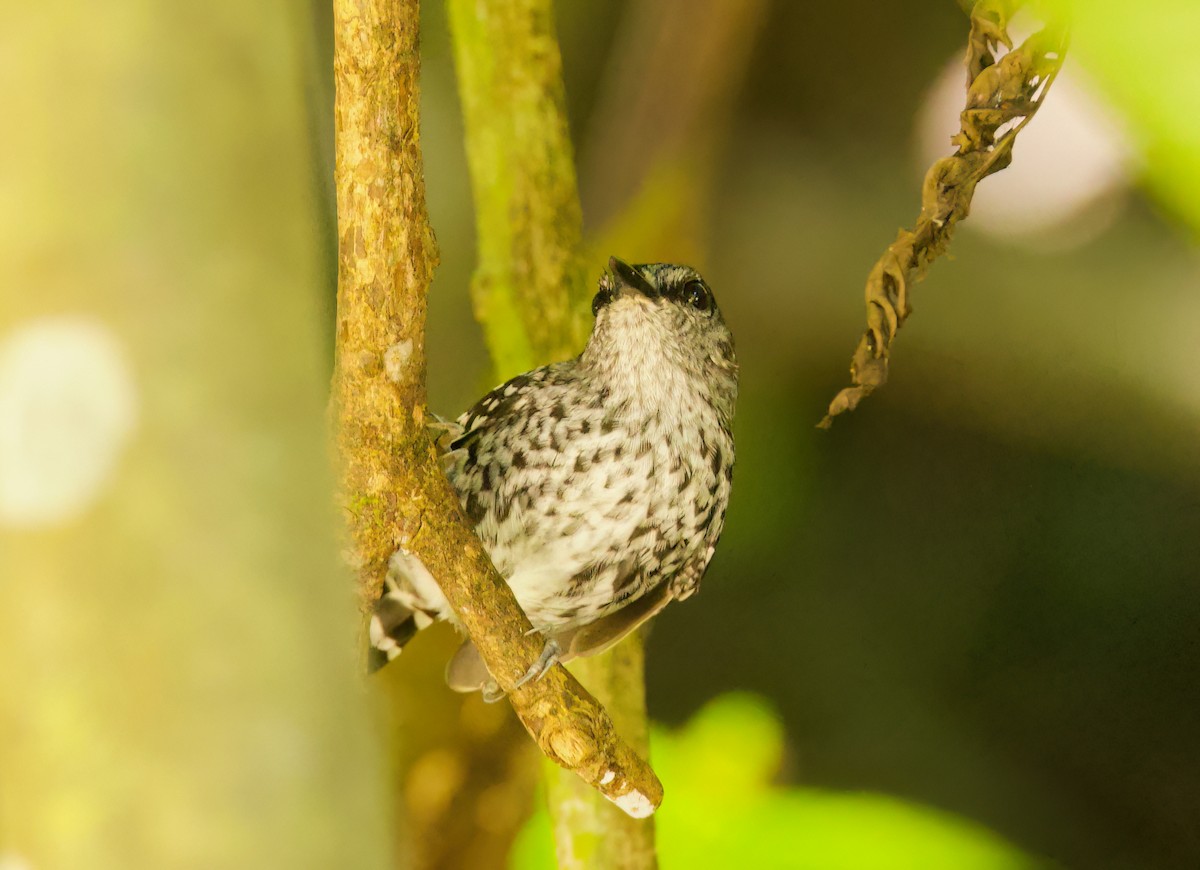Scaled Antbird - ML645871779