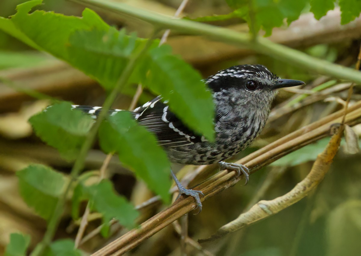 Scaled Antbird - ML645871780