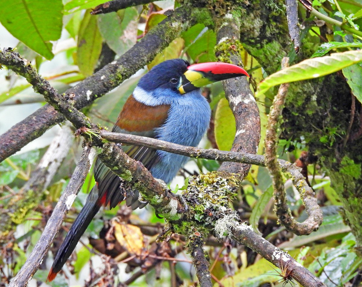 Gray-breasted Mountain-Toucan - ML645871782