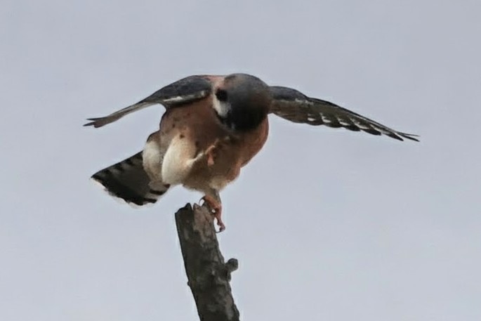 American Kestrel - ML645871784