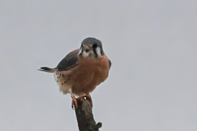 American Kestrel - ML645871785