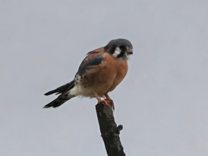 American Kestrel - ML645871786