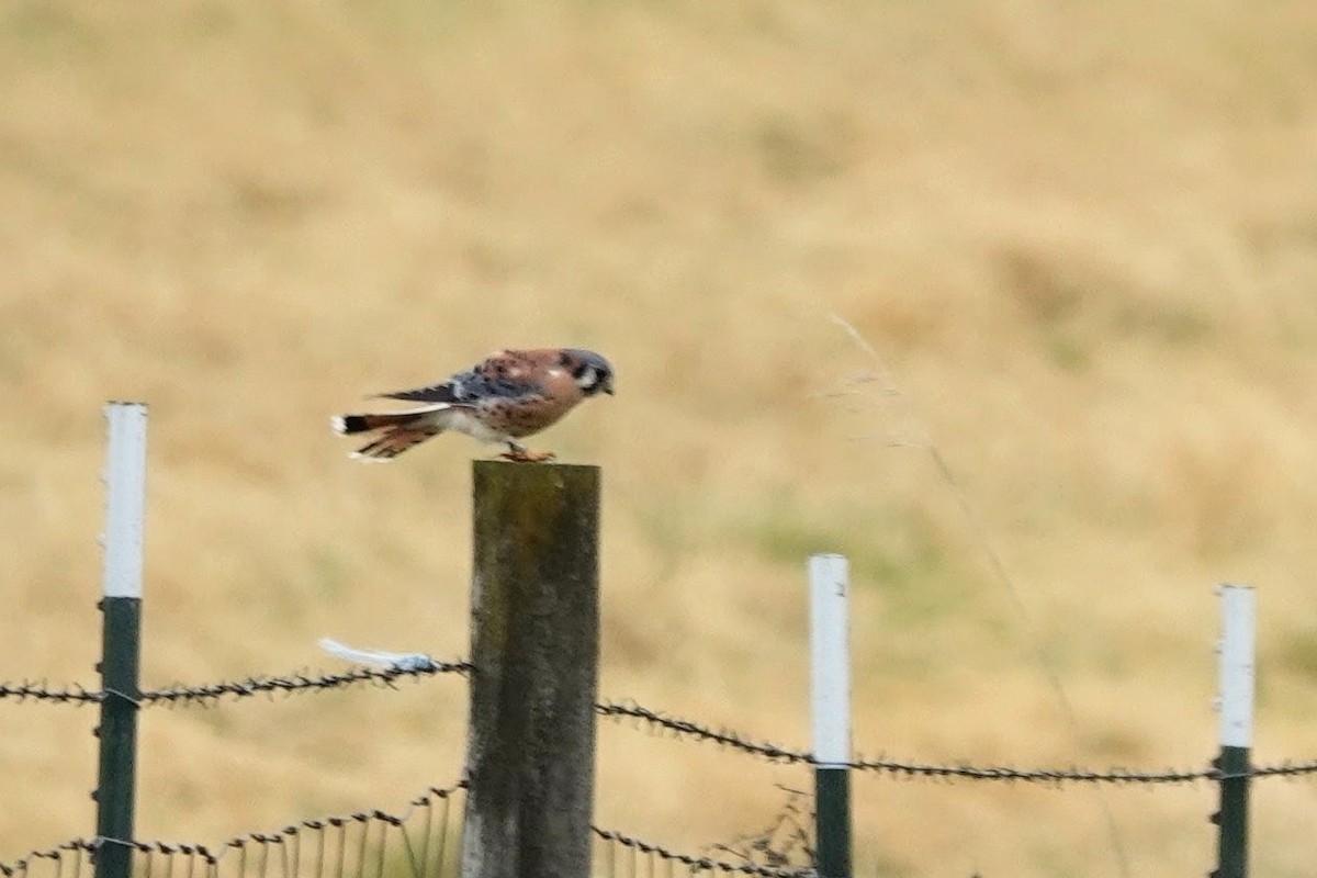 American Kestrel - ML645871787