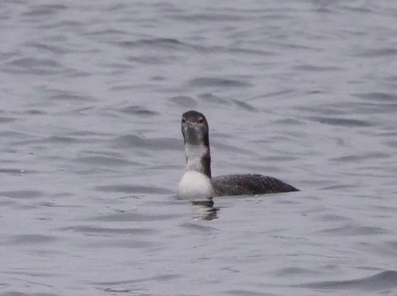 Common Loon - ML645871811