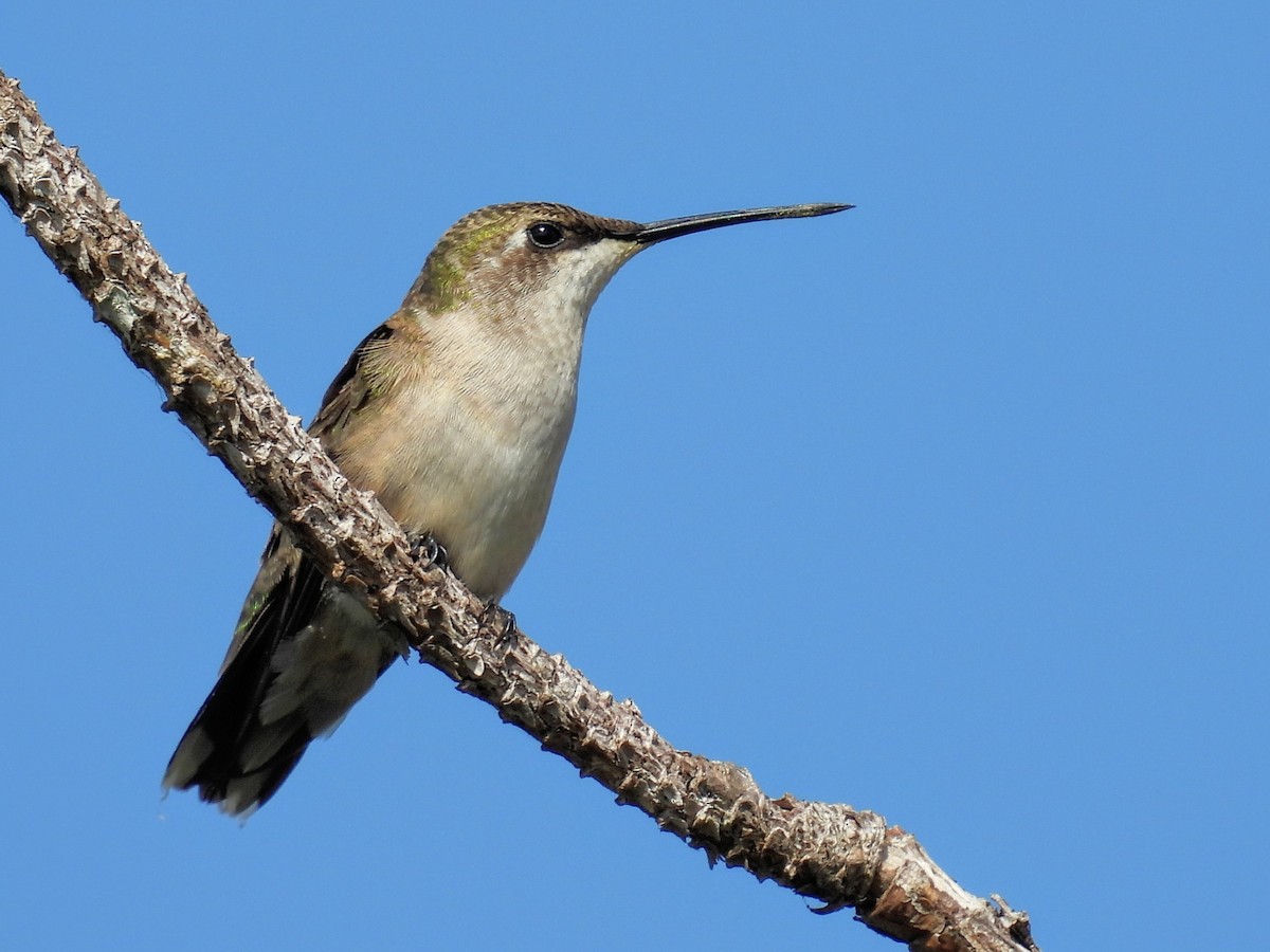 Ruby-throated Hummingbird - ML645871812