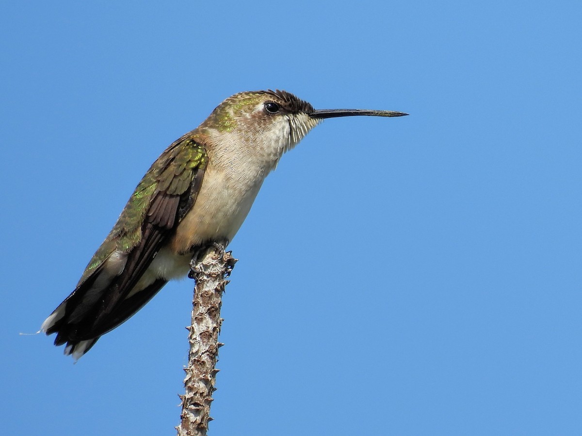 Ruby-throated Hummingbird - ML645871815