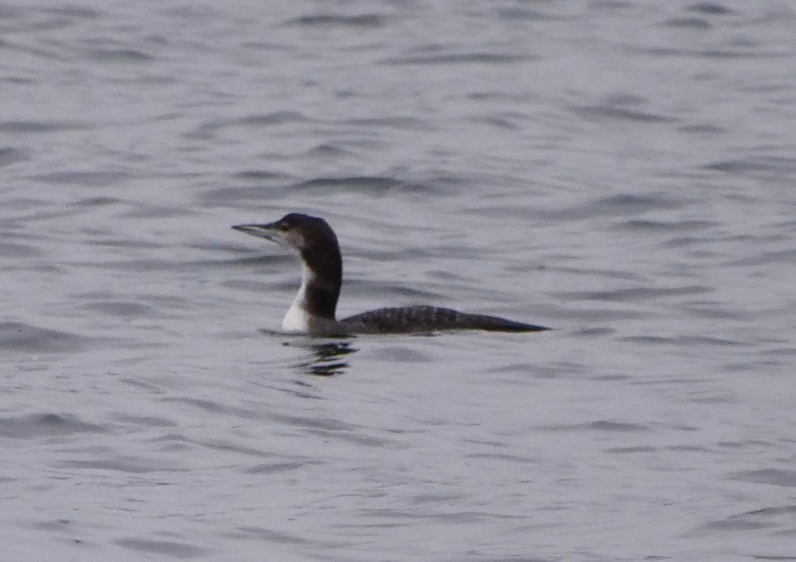 Common Loon - ML645871816