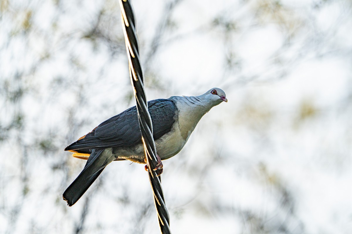 シロガシラカラスバト - ML645871818