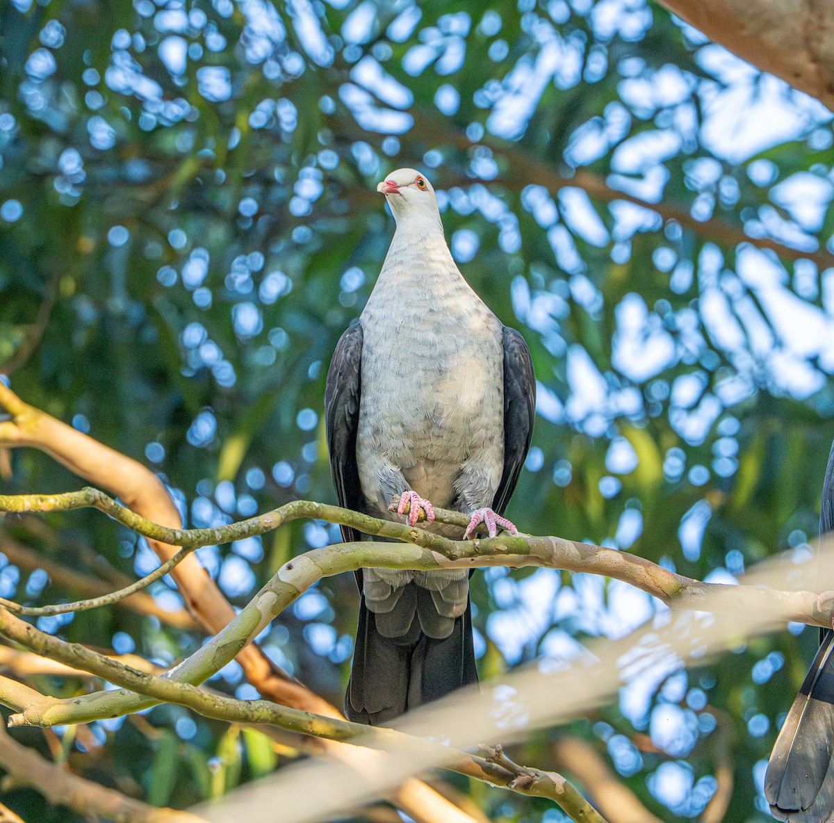 シロガシラカラスバト - ML645871819
