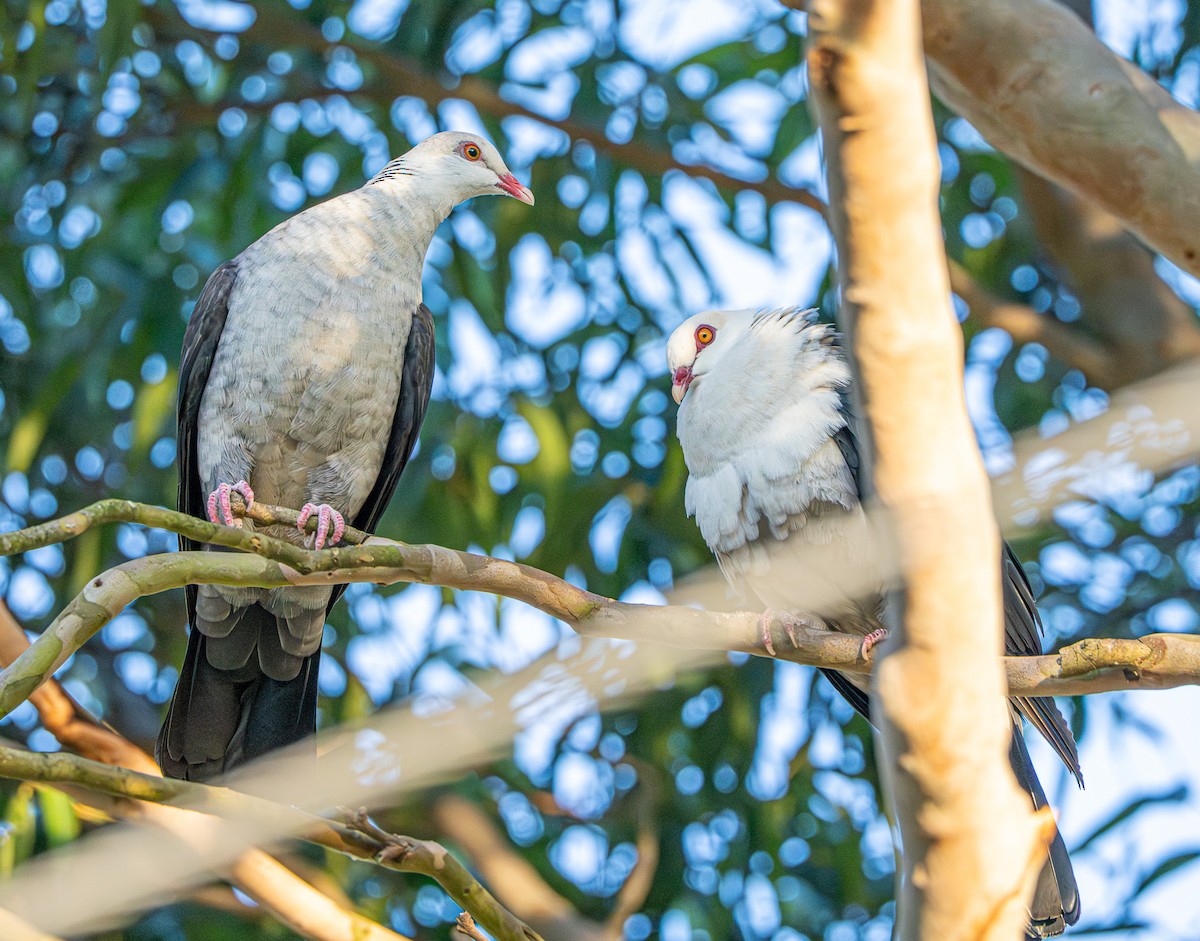 シロガシラカラスバト - ML645871820