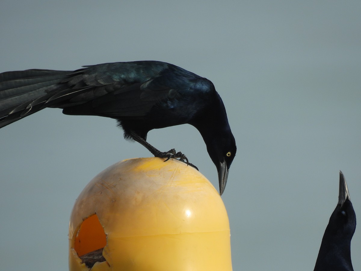 Great-tailed Grackle - ML645871821
