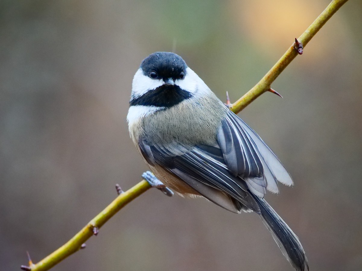 Black-capped Chickadee - ML645871828