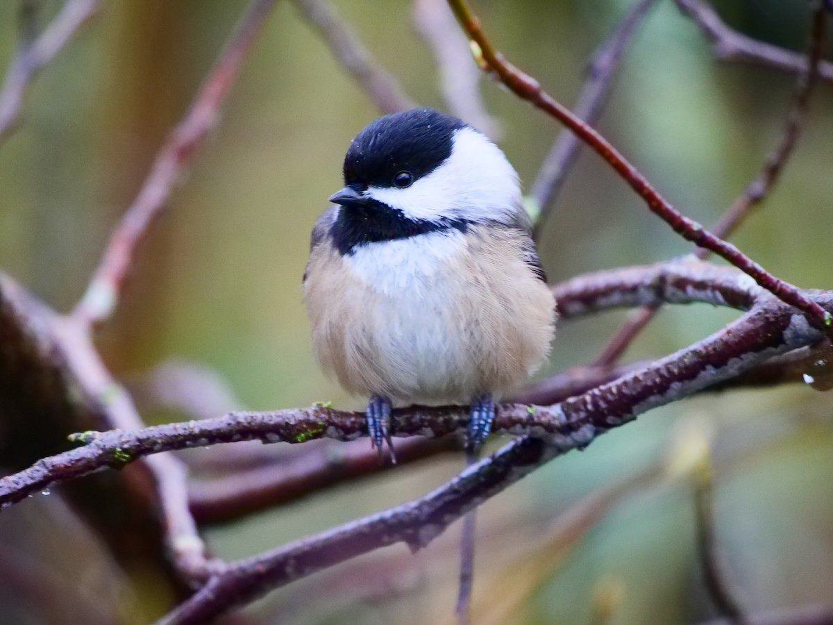 Black-capped Chickadee - ML645871838