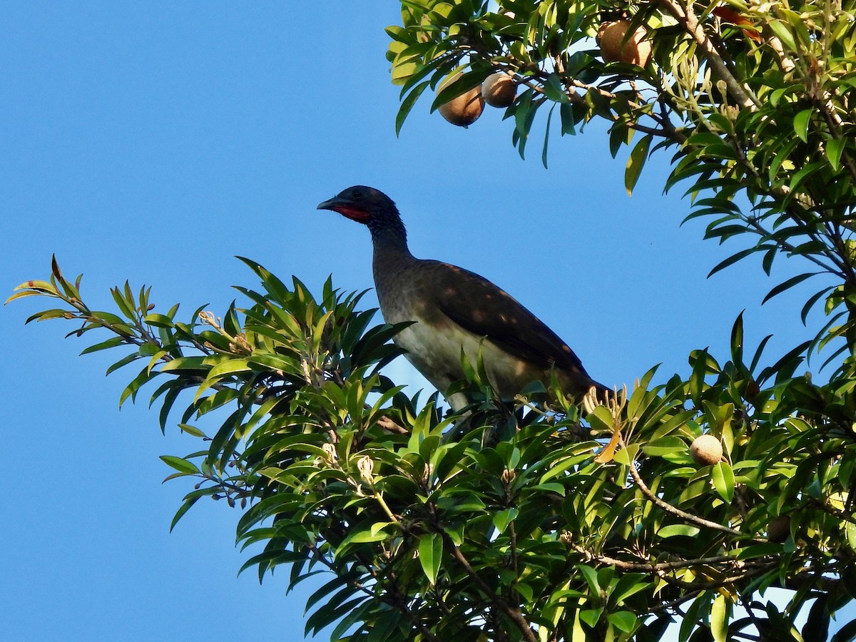 White-bellied Chachalaca - ML645871843