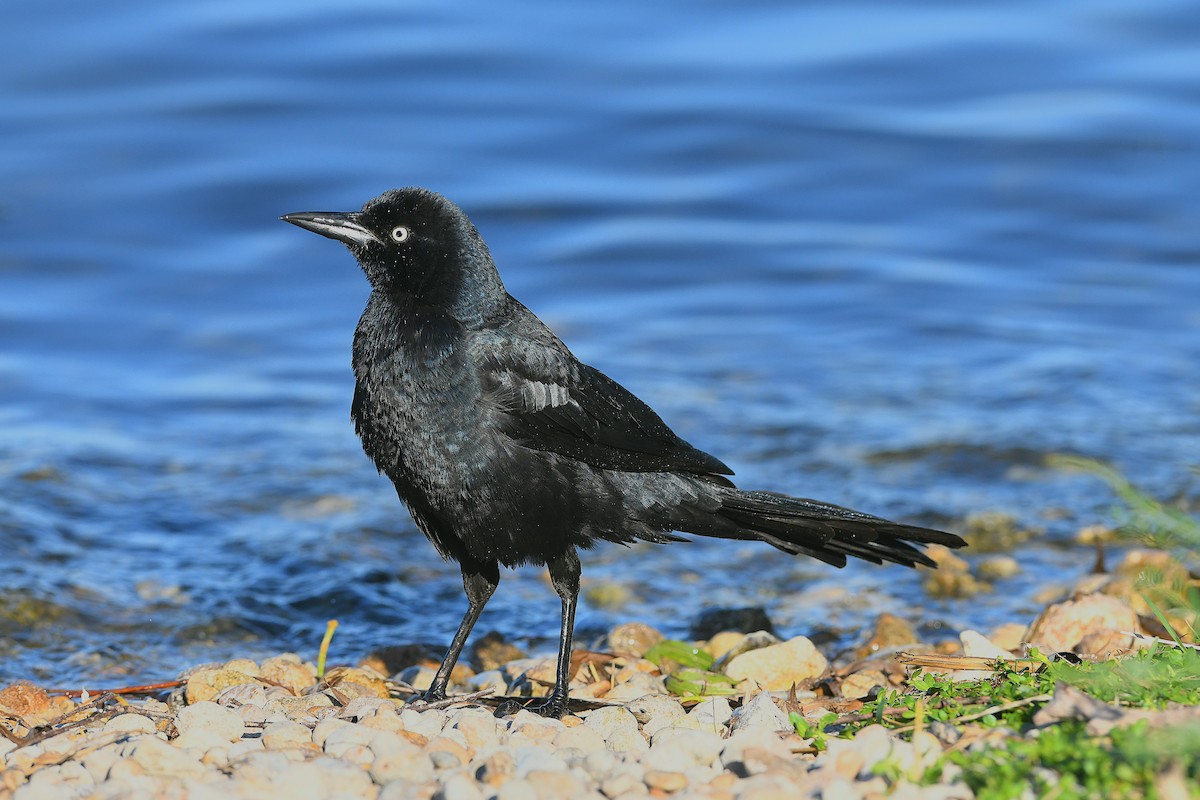 Great-tailed Grackle (Great-tailed) - ML645871844