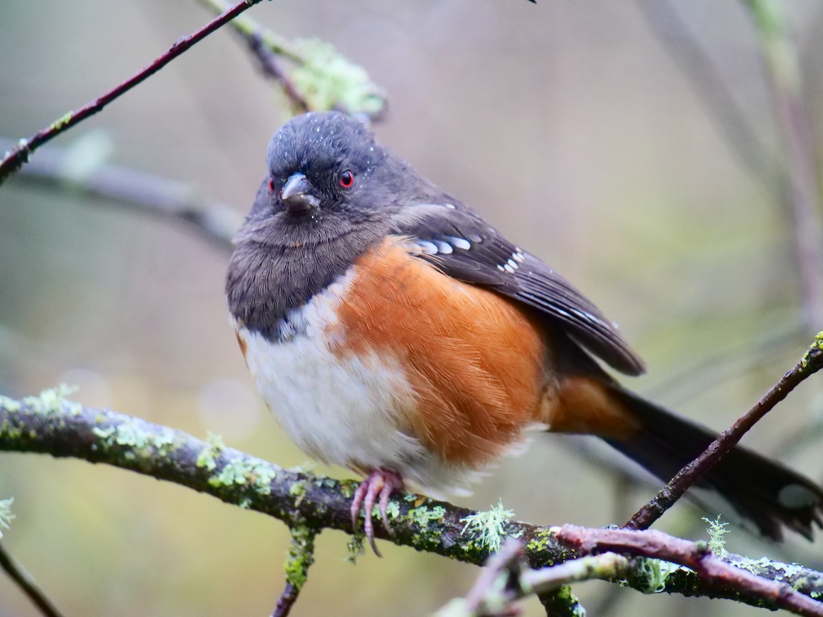 Spotted Towhee - ML645871845