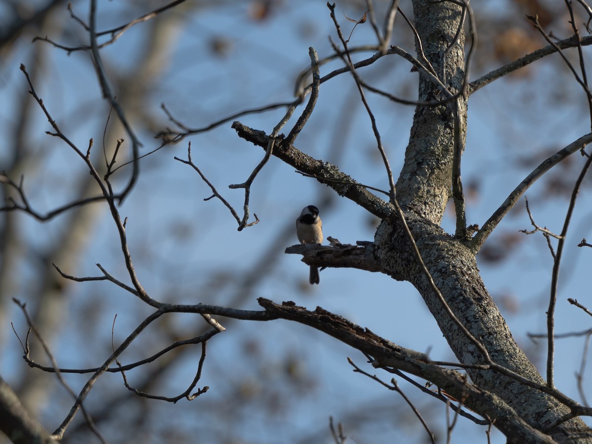 Carolina Chickadee - ML645871847