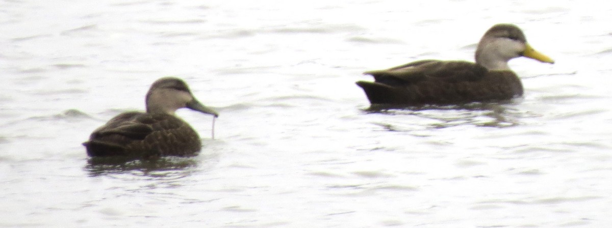 rødfotand - ML645871859