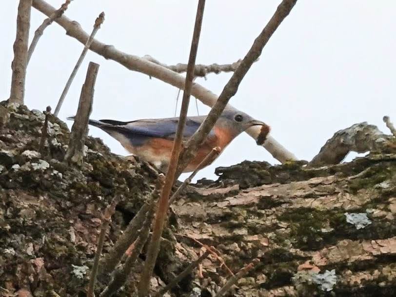 Eastern Bluebird - ML645871863