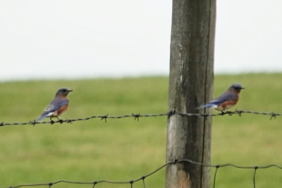Eastern Bluebird - ML645871864