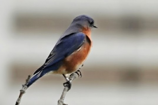 Eastern Bluebird - ML645871865