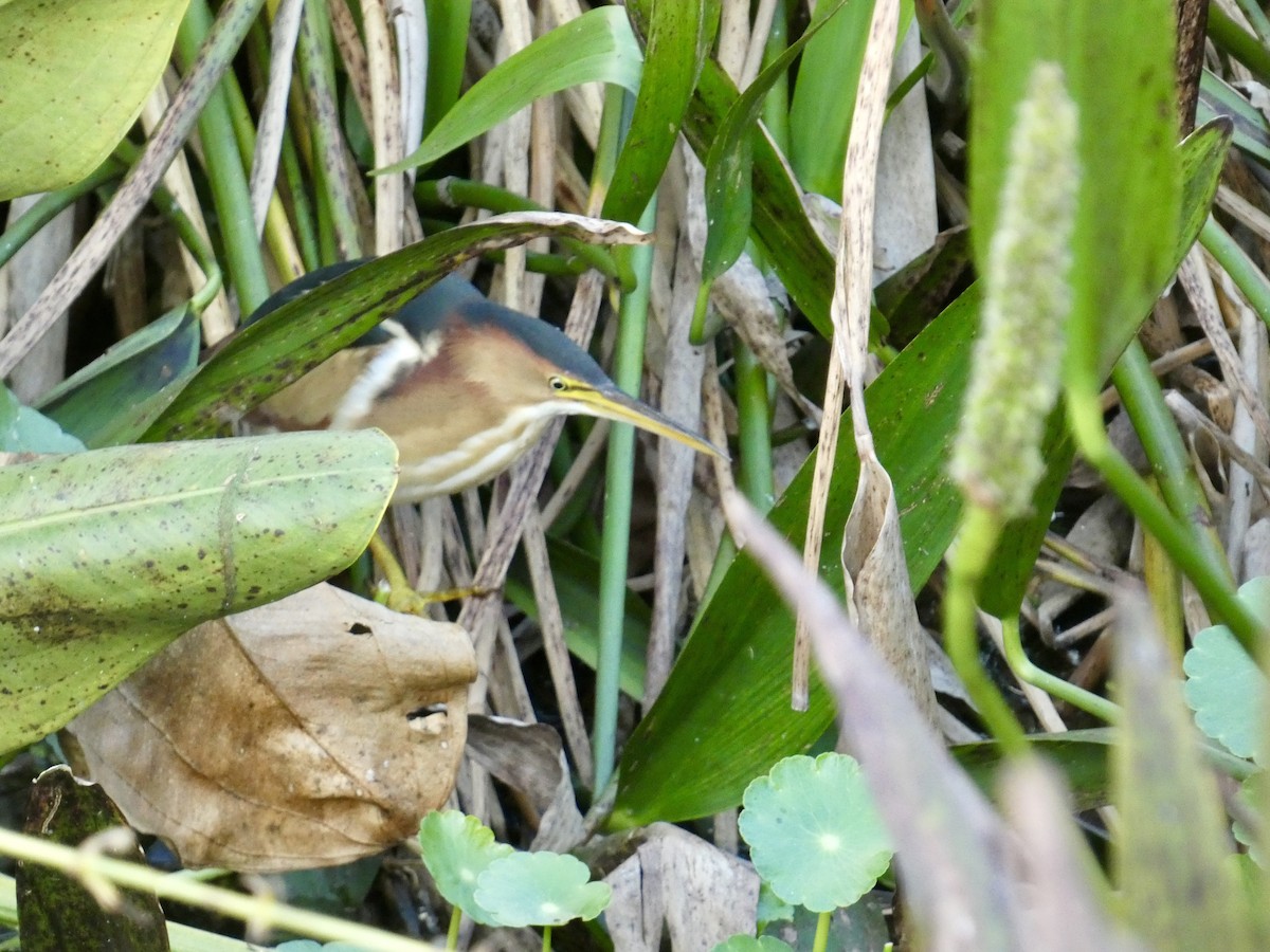 Least Bittern - ML645871867