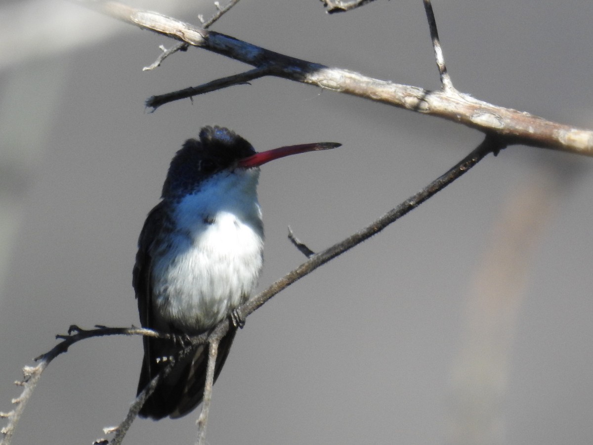 Violet-crowned Hummingbird - ML645871871