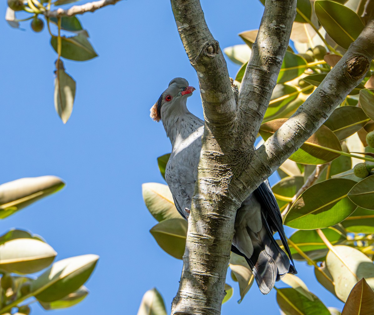 カミカザリバト - ML645871875