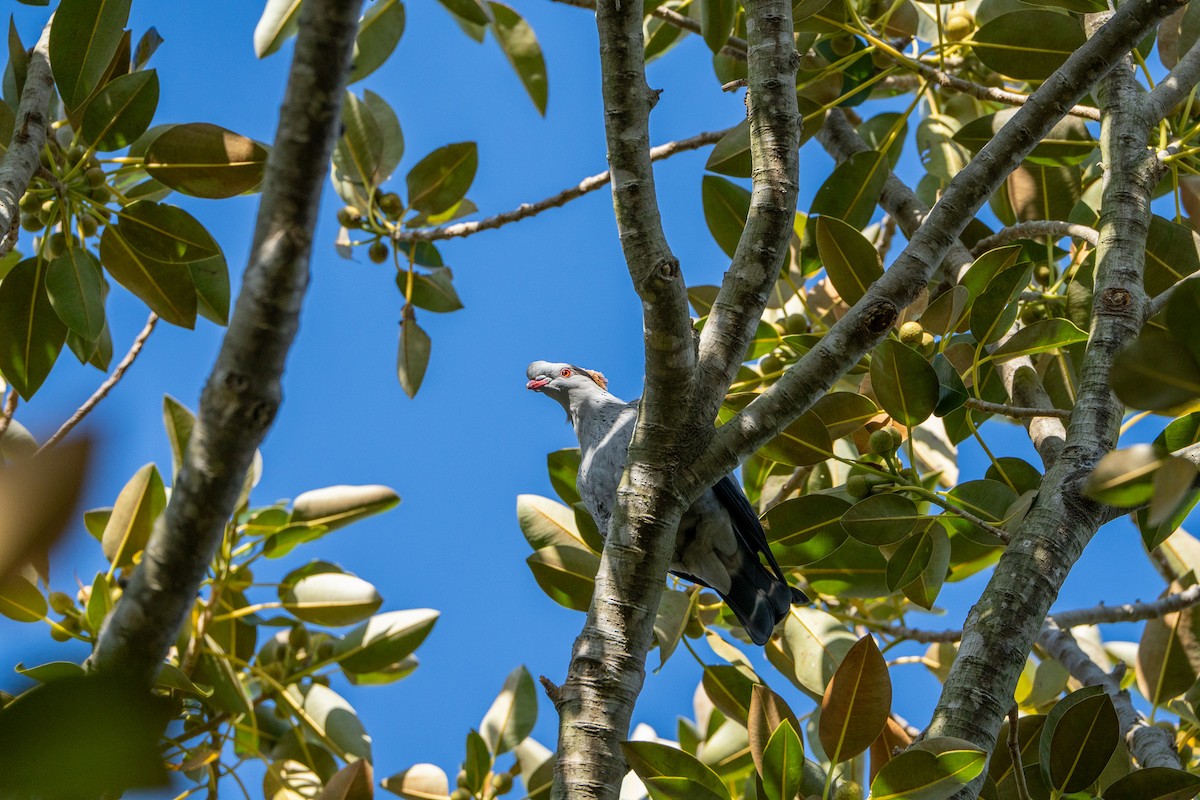 カミカザリバト - ML645871876