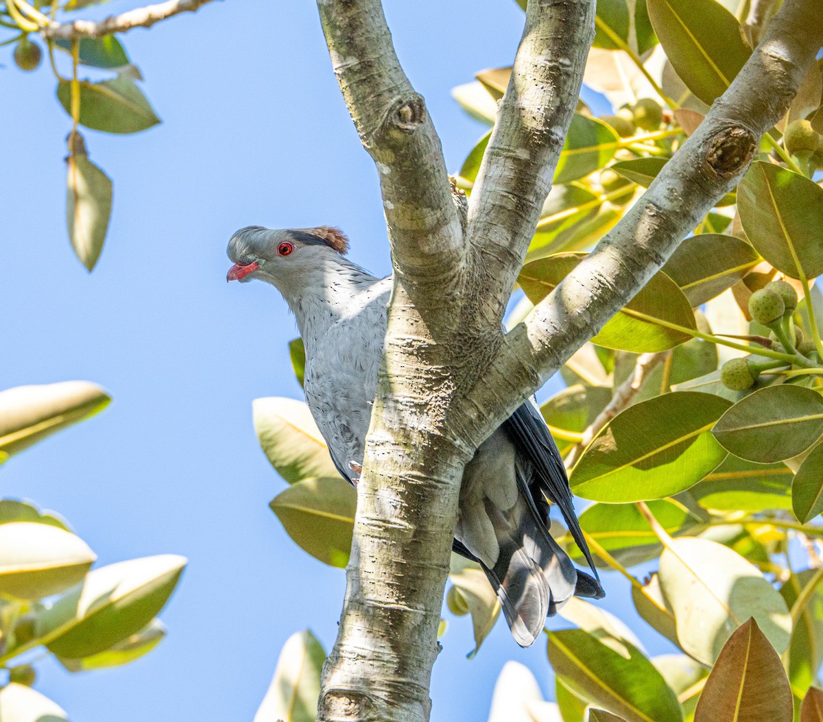 カミカザリバト - ML645871877