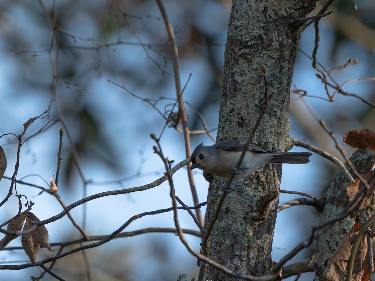 gråduskmeis - ML645871879