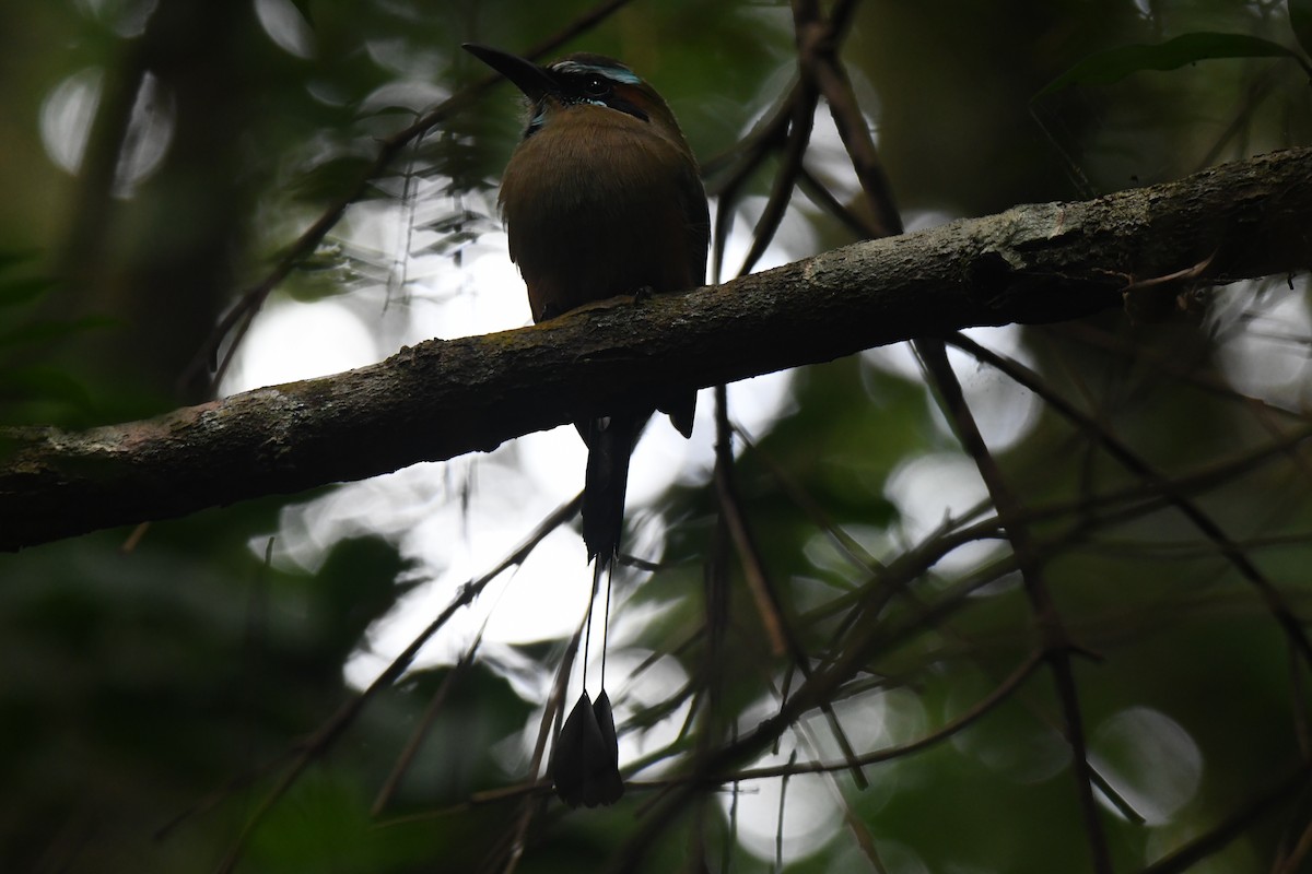 Turquoise-browed Motmot - ML645871880