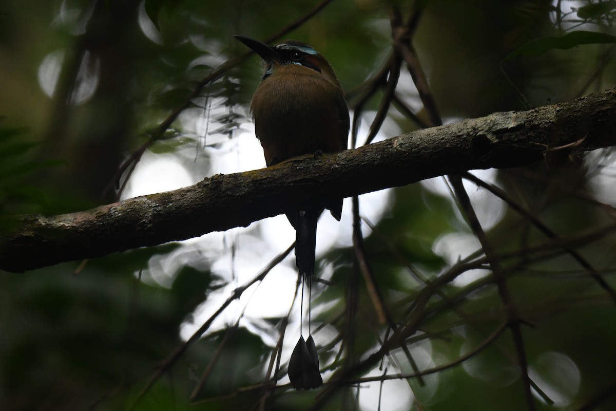 Turquoise-browed Motmot - ML645871881