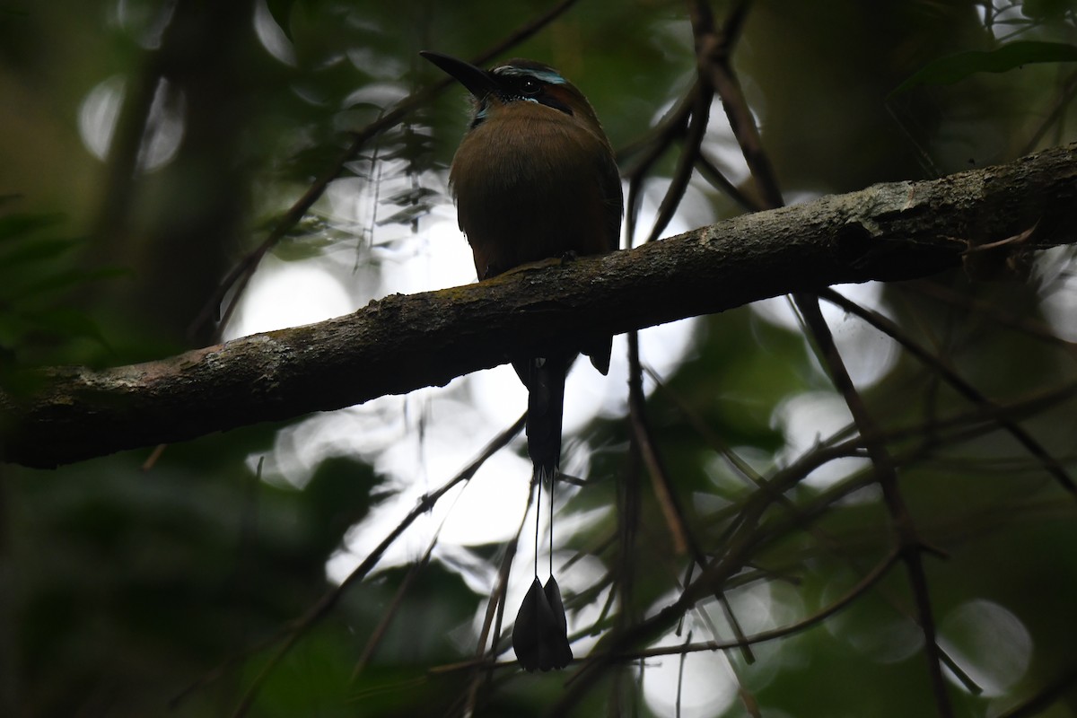 Turquoise-browed Motmot - ML645871882