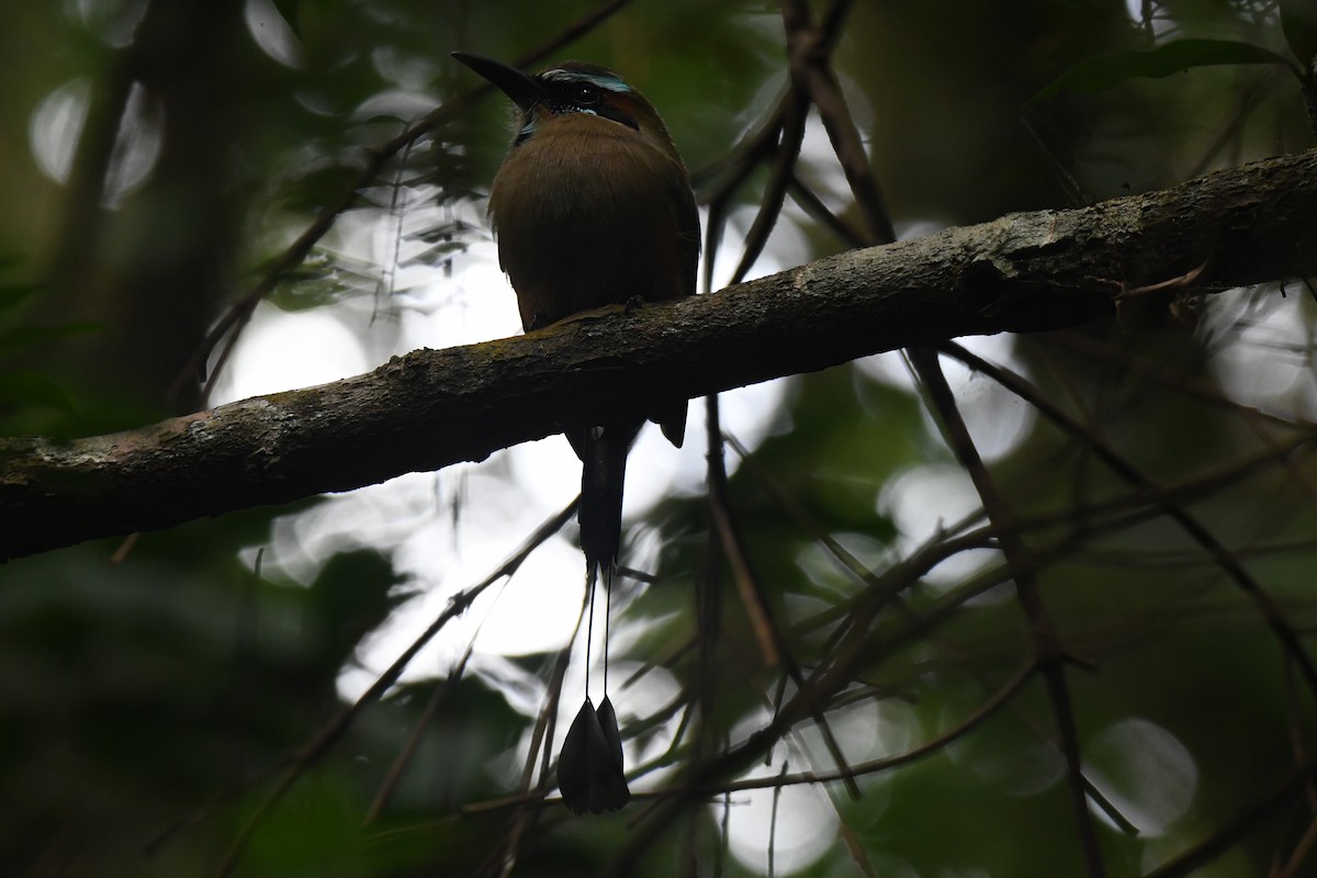 Turquoise-browed Motmot - ML645871883