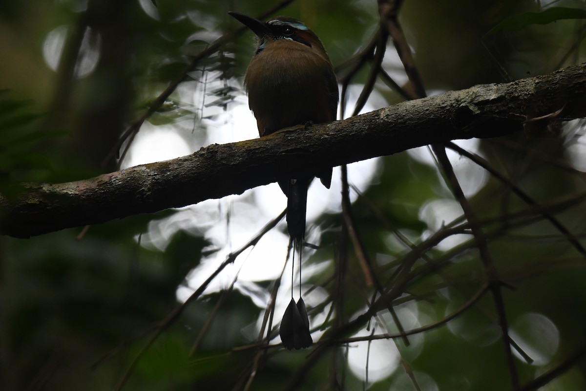 Turquoise-browed Motmot - ML645871885