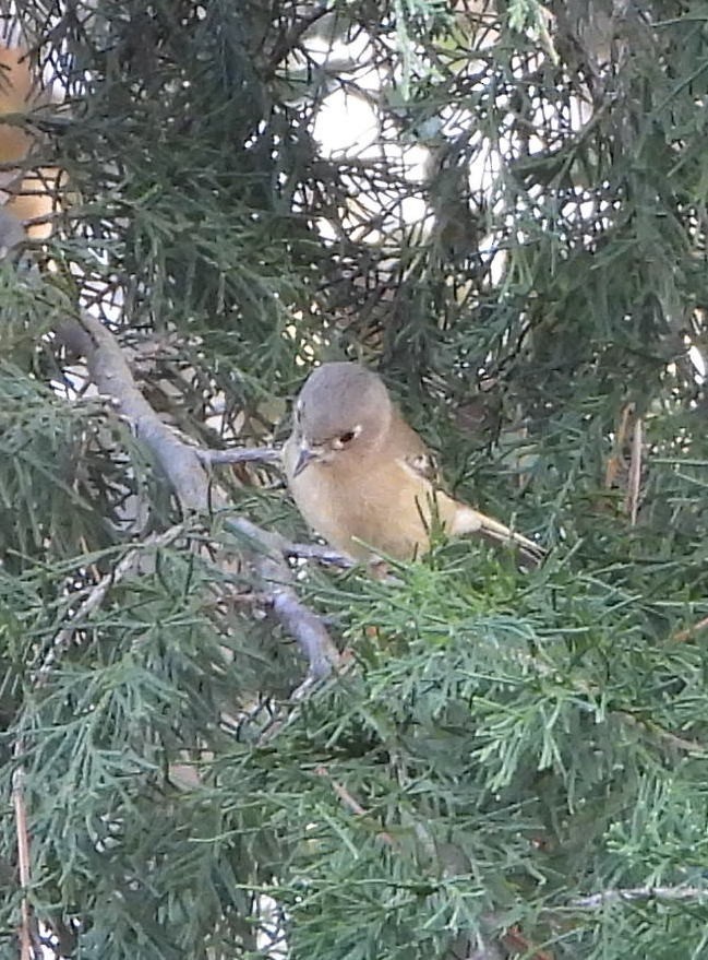 ルビーキクイタダキ - ML645871886