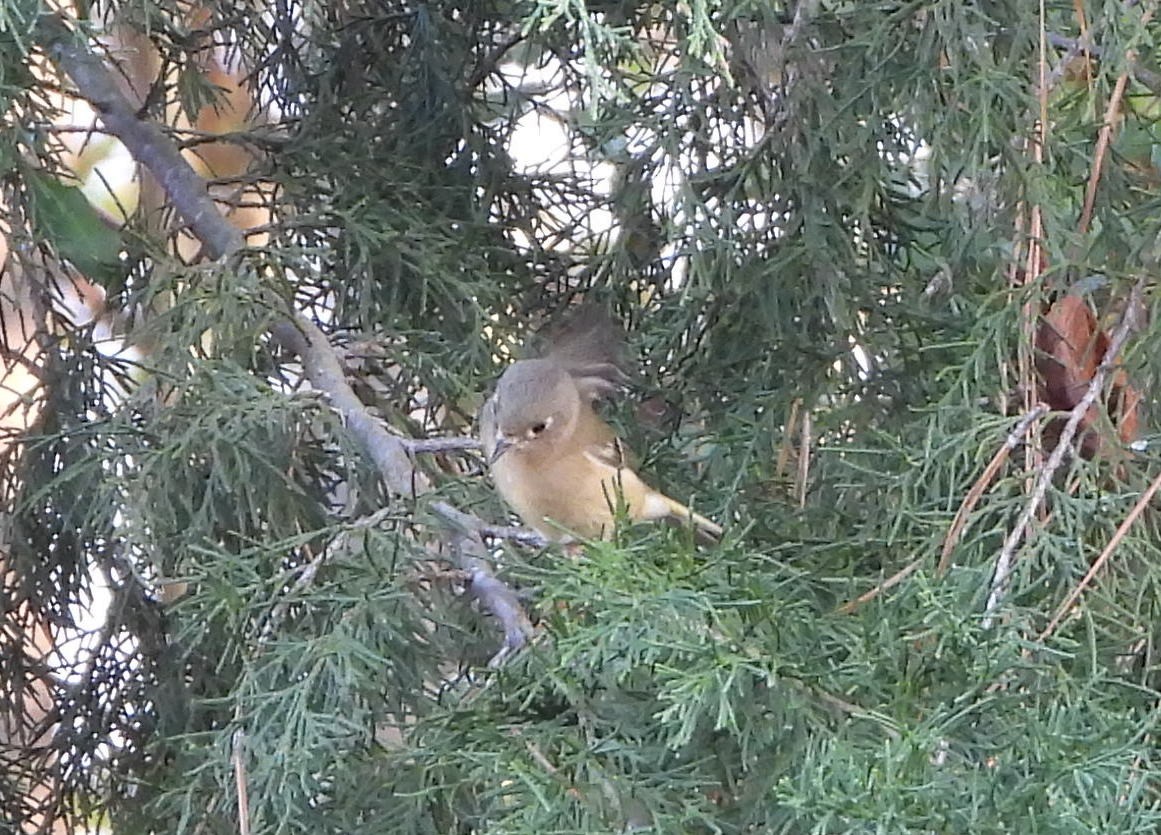 ルビーキクイタダキ - ML645871887