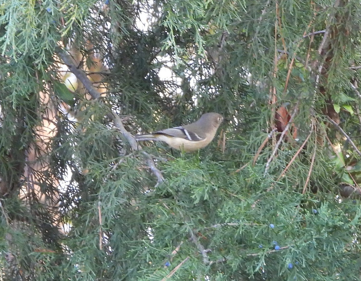 ルビーキクイタダキ - ML645871888