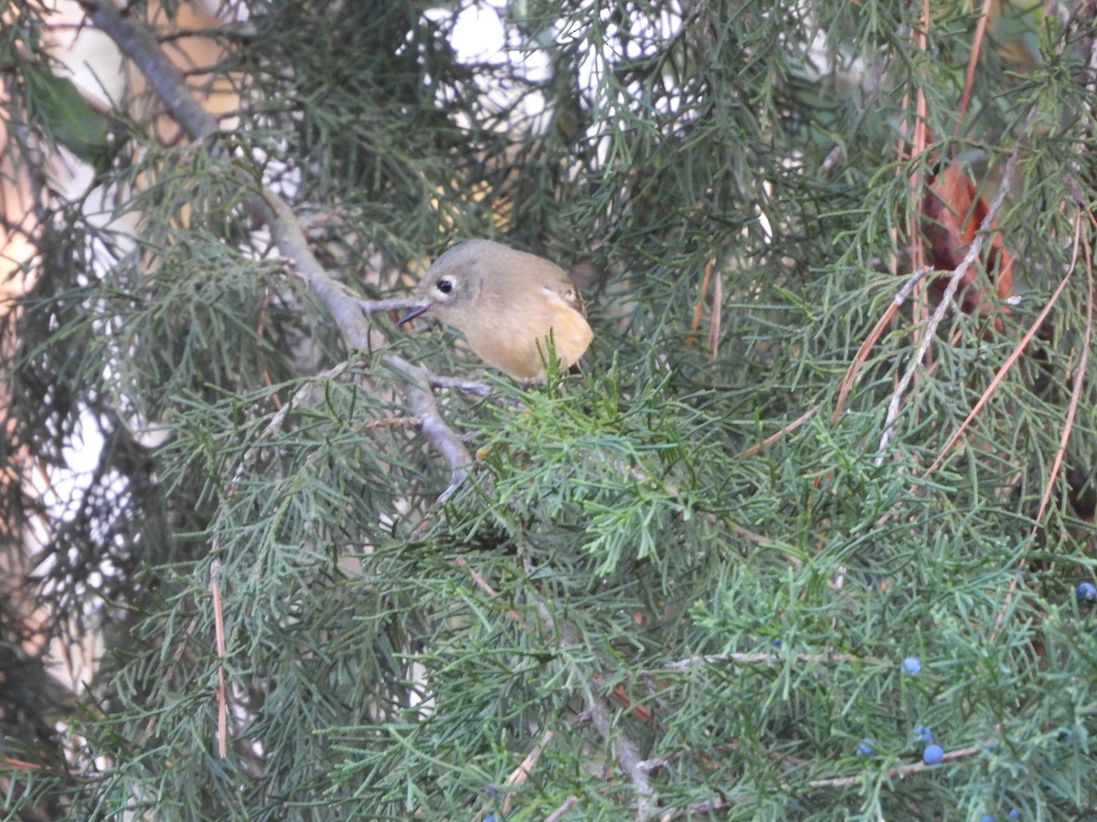 ルビーキクイタダキ - ML645871889