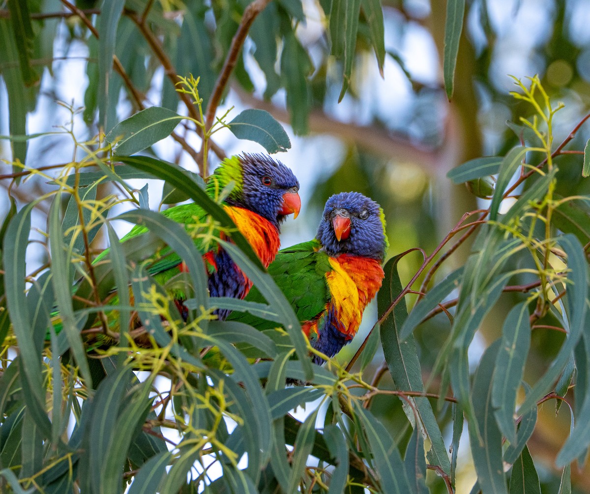 オーストラリアゴシキセイガイインコ - ML645871893