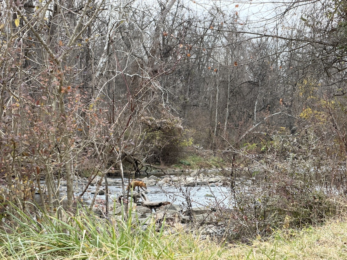 Red Fox - ML645871897