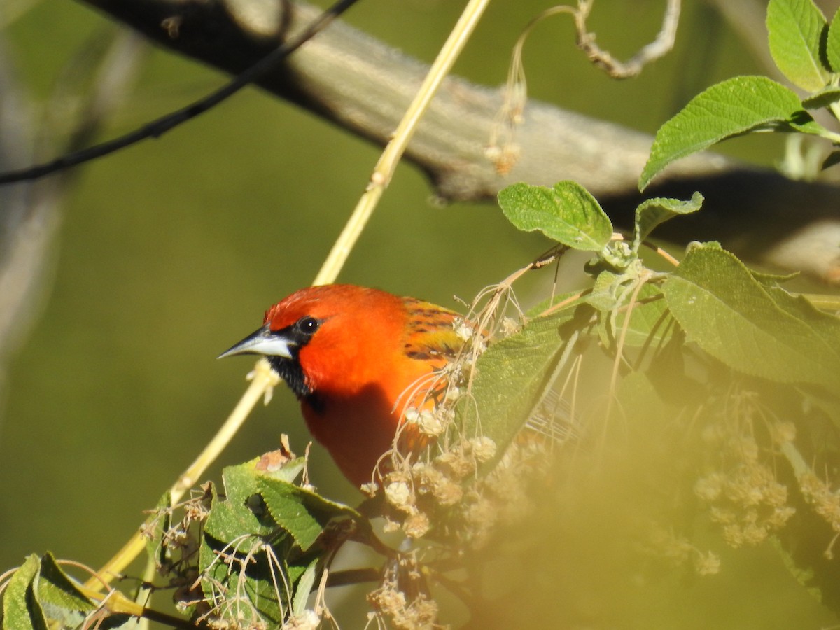 Streak-backed Oriole - ML645871899