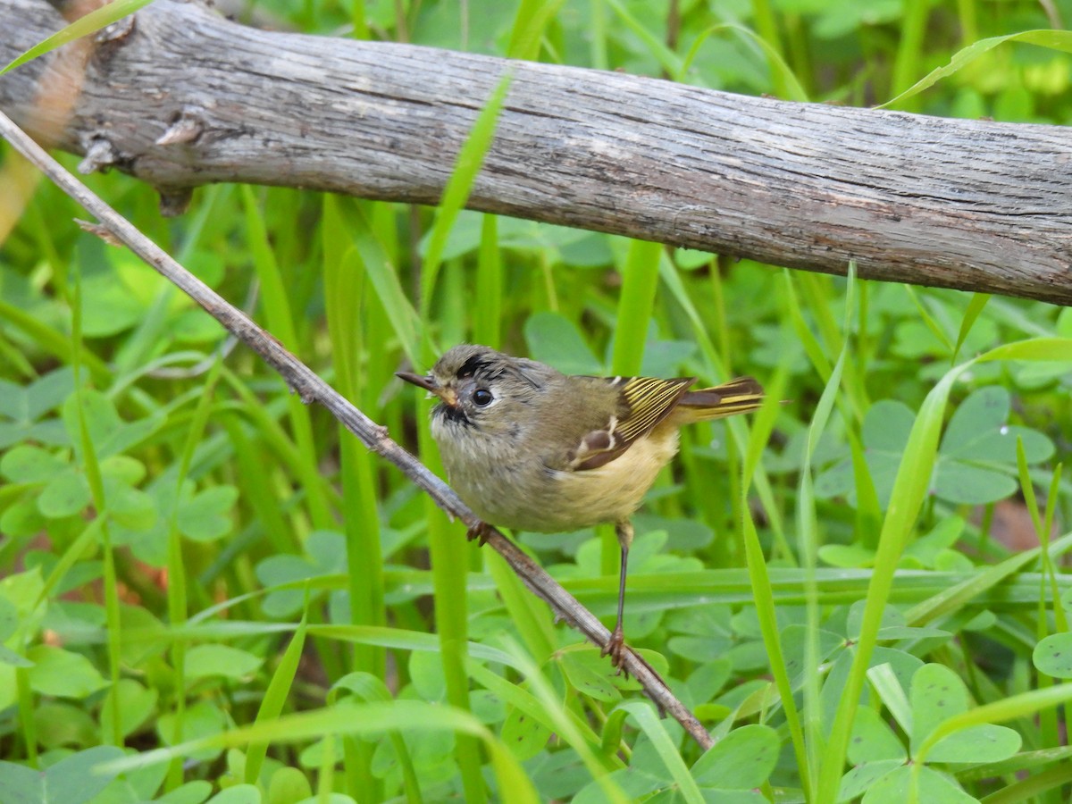 ルビーキクイタダキ - ML645871900