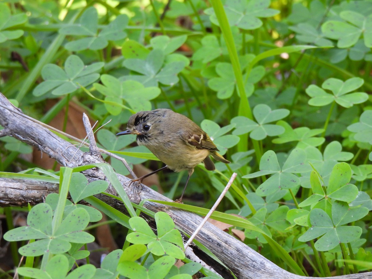 ルビーキクイタダキ - ML645871901