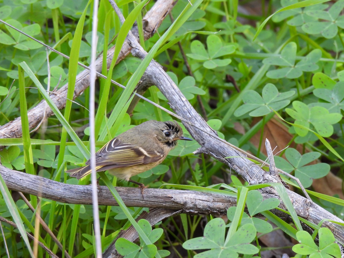 ルビーキクイタダキ - ML645871902