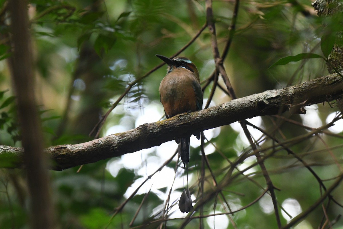 Turquoise-browed Motmot - ML645871904