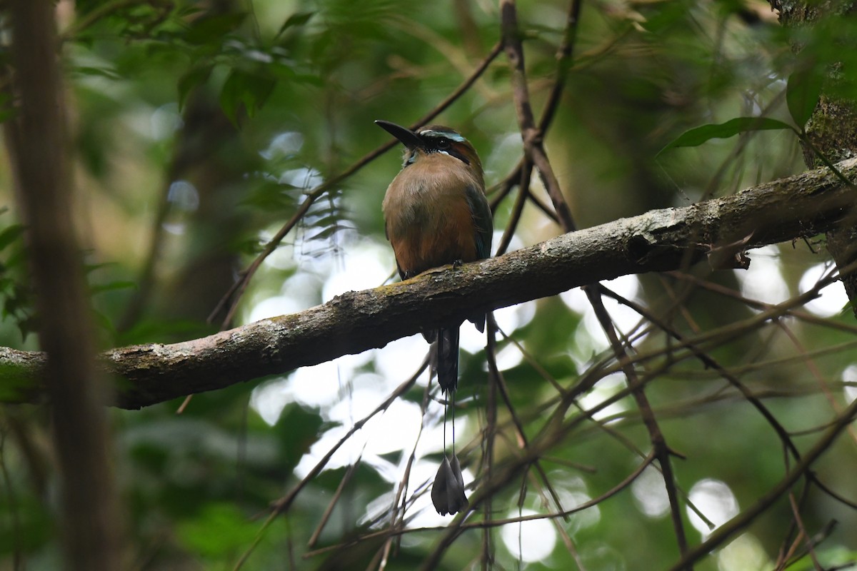 Turquoise-browed Motmot - ML645871905