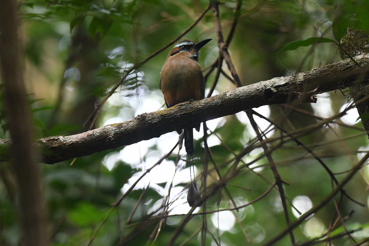 Turquoise-browed Motmot - ML645871906